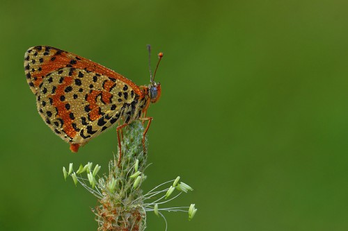 Benekli İparhan (Melitaea didyma)