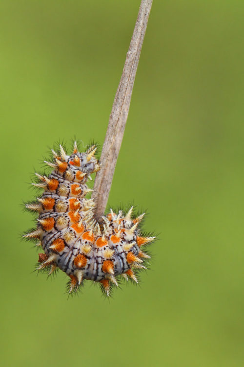 Benekli İparhan (Melitaea didyma) tırtıl