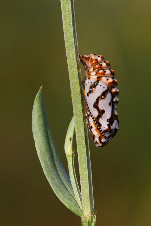 benekli-iparhan-pupa-yeni