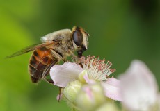 Eristalis tenax