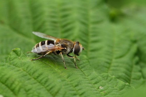 Eristalis arbustorum