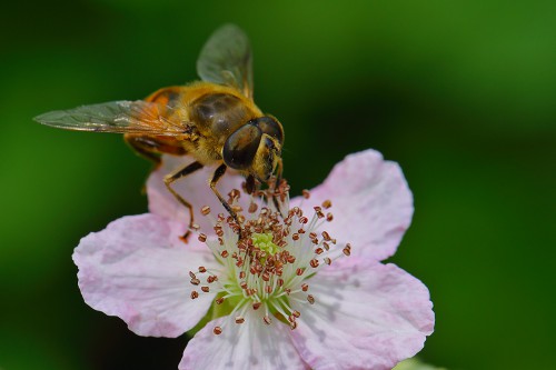 Eristalis tenax 1