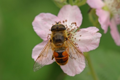 Eristalis tenax 3