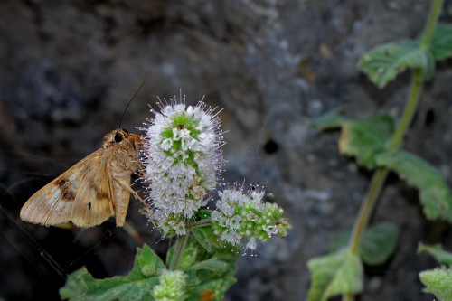 Güve-1-b Catocala nymphaea