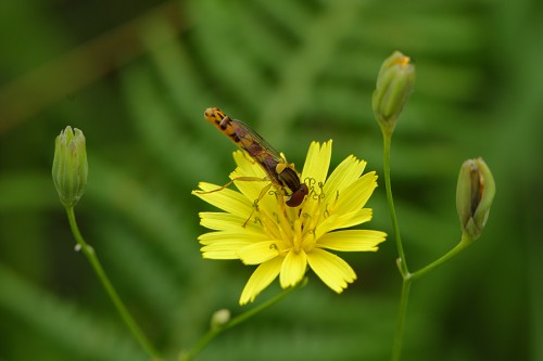 Sphaerophoria scripta