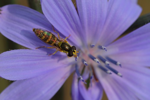 Sphaerophoria scripta erkek 2