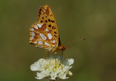 İspanyol Kraliçesi