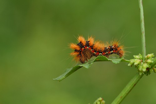 x-güve-tırıtıl-sbosna