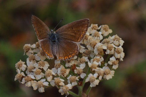 çg  küçük turan mavisi 10 b