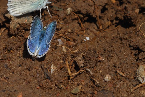 çokgözlü gök mavisi b