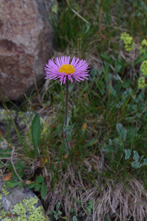 Erigeron caucasicus subsp. caucasicus (Kaf Şifaotu 2