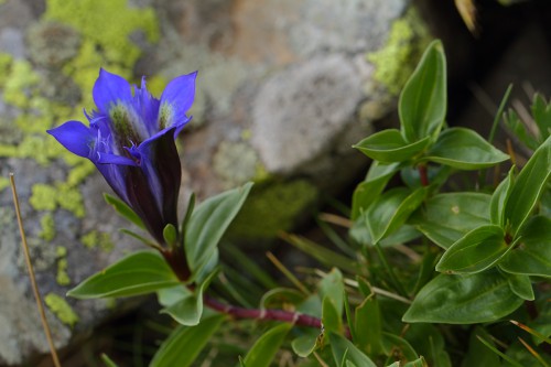 Gentiana septemfida (Yedi Gentiyan) 1