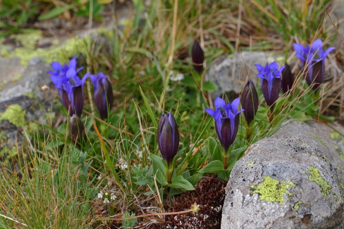 Gentiana septemfida (Yedi Gentiyan) 3