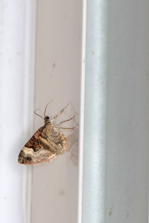 Xanthorhoe ferrugata 2