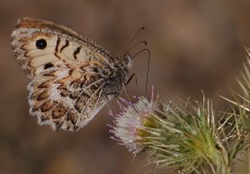 Gayer’in Yalancı Cadısı