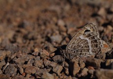 Beyaz Damarlı Pirireis