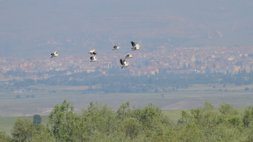 ak-pelikan-&-merzifon