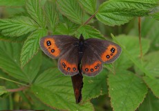 İskoç Güzelesmeri (Erebia aethiops)