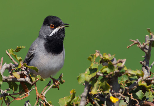 karaboğazlı-ötleğen-2