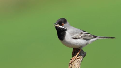 karaboğazlı-ötleğen-4