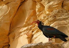 Kelaynak (Geronticus eremita)