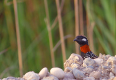 Turaç (Francolinus francolinus)