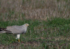 Bozkır Delicesi (Circus macrourus)