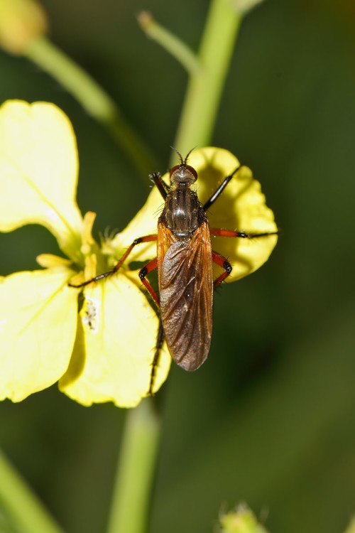 empis-opaca-2