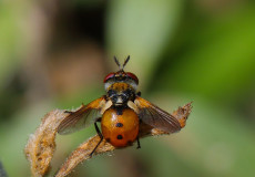 Gymnosoma rotundatum