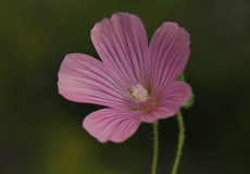 Lavatera punctata