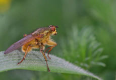 Scathophaga stercoraria