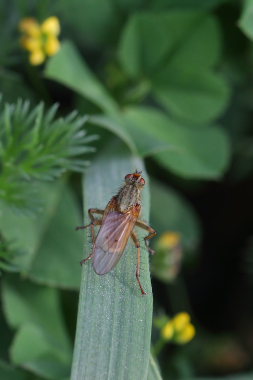 scathophaga-stercoraria-2