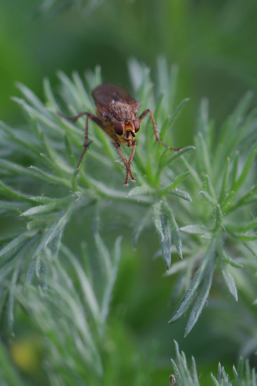 scathophaga-stercoraria-3