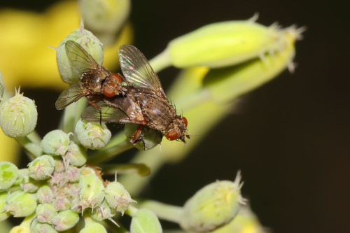 siphona-geniculata-2