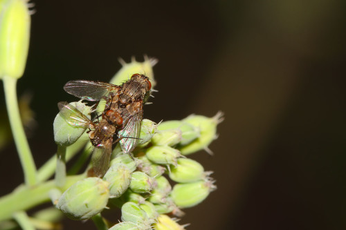 siphona-geniculata-3