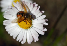 Tachina fera