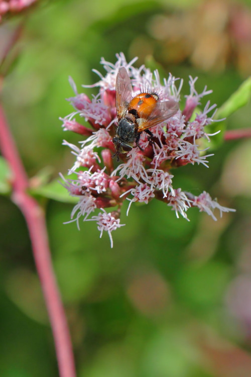 tachina-magnicornis-2