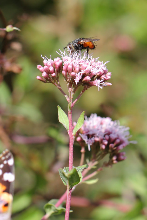 tachina-magnicornis-3