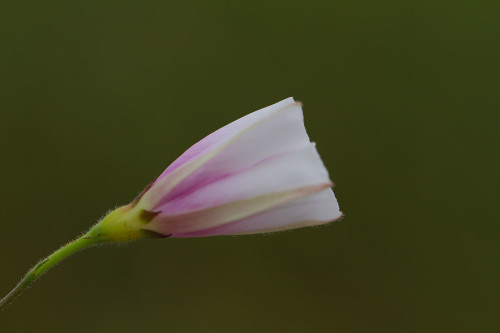 buyuk-yayilgan-convolvulus-betonicifolius-subsp-1