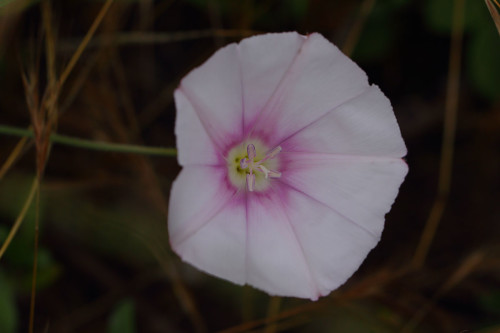 buyuk-yayilgan-convolvulus-betonicifolius-subsp-2