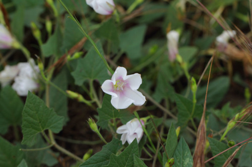 buyuk-yayilgan-convolvulus-betonicifolius-subsp-4
