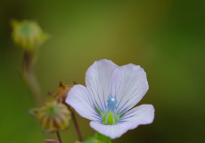 deli keten (Linum bienne Mill. )