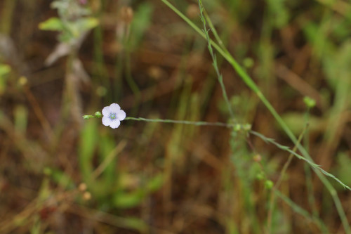 deli-keten-linum-bienne-mill-2