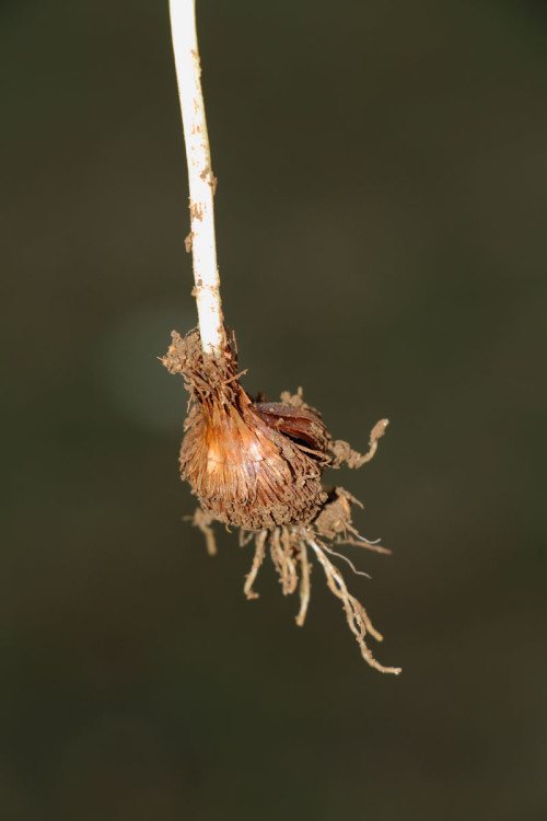 hircin-cigdem-crocus-olivieri-subsp-3