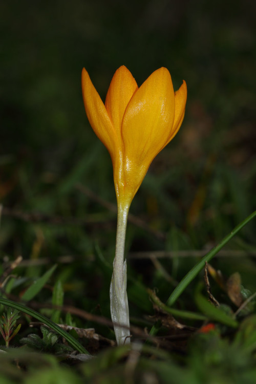 hircin-cigdem-crocus-olivieri-subsp-olivieri-2