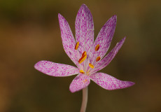 Kadıköy çiğdemi (Colchicum chalcedonicum subsp. chalcedonicum)