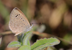 Karsandra (Zizeeria karsandra)