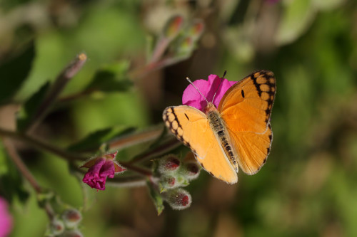 mezopotamya-kolatisi