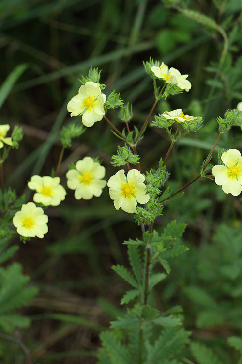 su-parmakotu-potentilla-recta-l-2