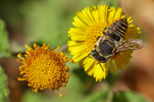 megachile-centuncularis-1